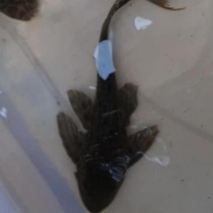 Ikan Hias Pembersih Kaca Pemakan Lumut Sapu Sapu Hitam Kecil Jumbo