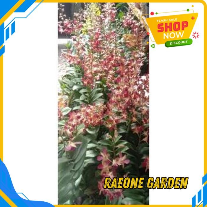 BUNGA ANGGREK DENDROBIUM BERTACHONG KENOP BERBUNGA BESAR KUALITAS TERBAIK