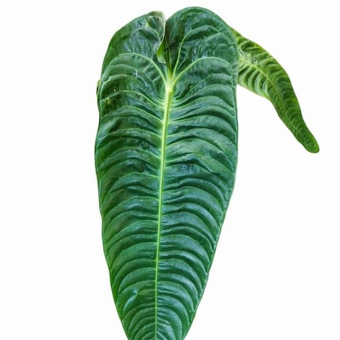 Bibit Tanaman Hias Anthurium Vietchii