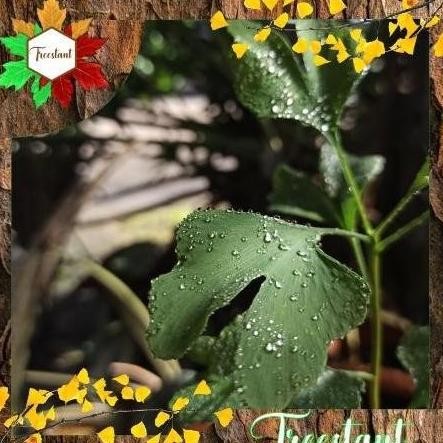 INSTAN [NEW] TANAMAN HERBAL HIAS BONSAI BIBIT POHON GINKGO BILOBA MAIDENHAIR LARIS