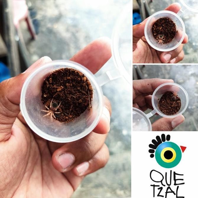 HARGA DISC - Brachypelma Hamorii Sling ( Mexican Redknee Tarantula )