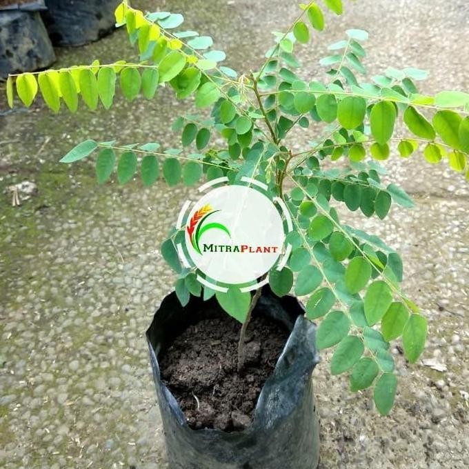 siap berbuah Bibit Pohon Belimbing Sayur - Tanaman Buah Belimbing Wuluh Buluh Asam