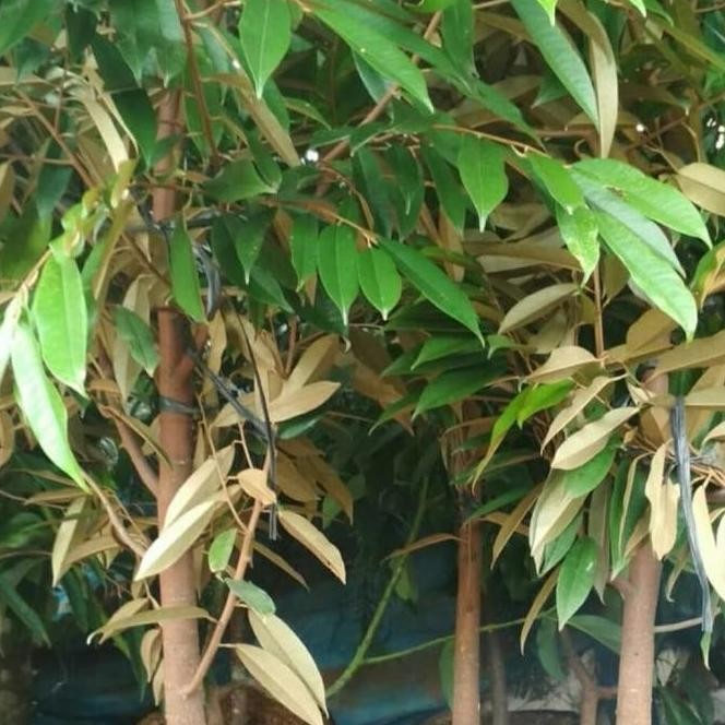 Bibit Tanaman Pohon Durian Bawor 2 Meter-Pohon Durian Batang Besar