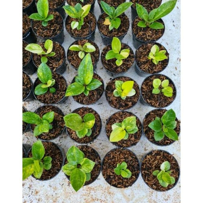 Tanaman Hias Anthurium Jemani Mangkok Tornado Variegata Bibit