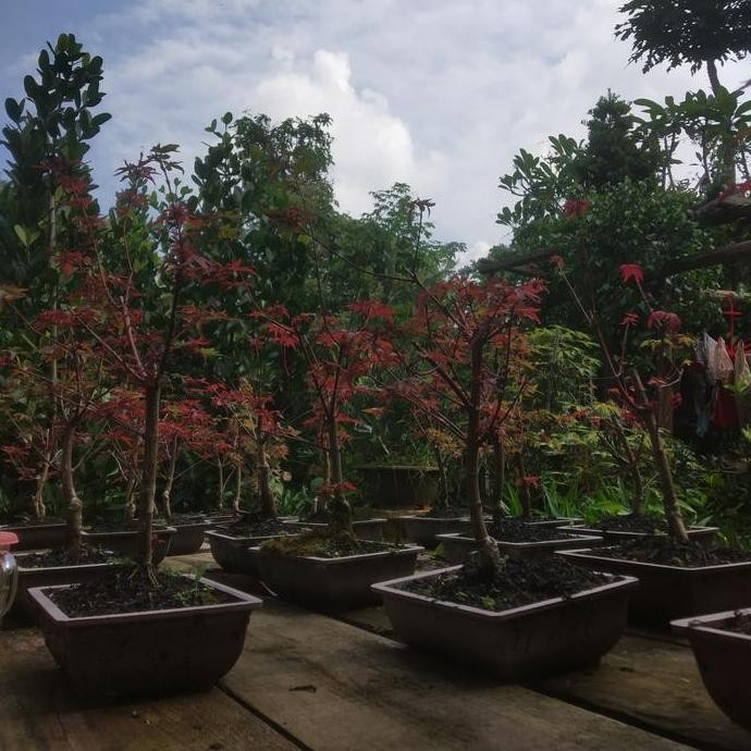 tanaman hias Japanese red maple // bibit bonsai red maple