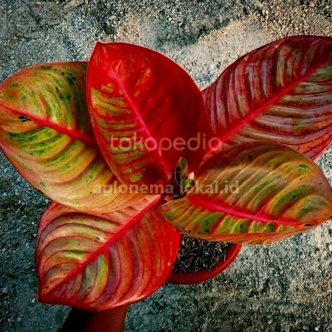 bibit tanaman hias aglonema Goliath terah merah