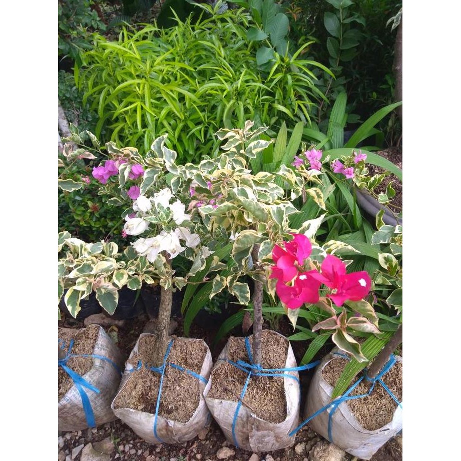 Bibit Tanaman Hias - Bougenville 2 Warna (Merah Putih)