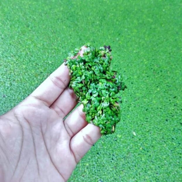 Paket Super Lengkap Bibit Budidaya Azolla, Wollfia, Lemna, Dan Spirodela Tanaman Paku Air