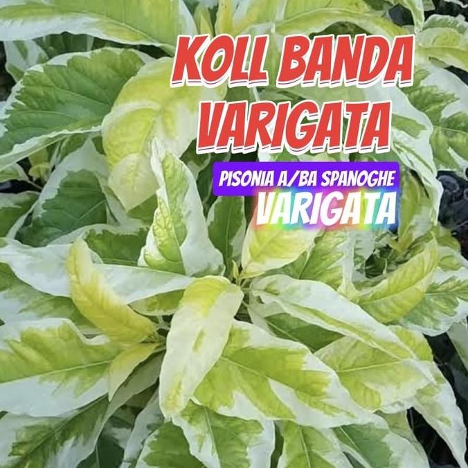 KOL BANDA VARIGATA TANAMAN HIAS INDAH KUNING NGEJRENG HIAS TAMAN LANDSCAPE TERAS INDOR OUTDOR BIBIT 
