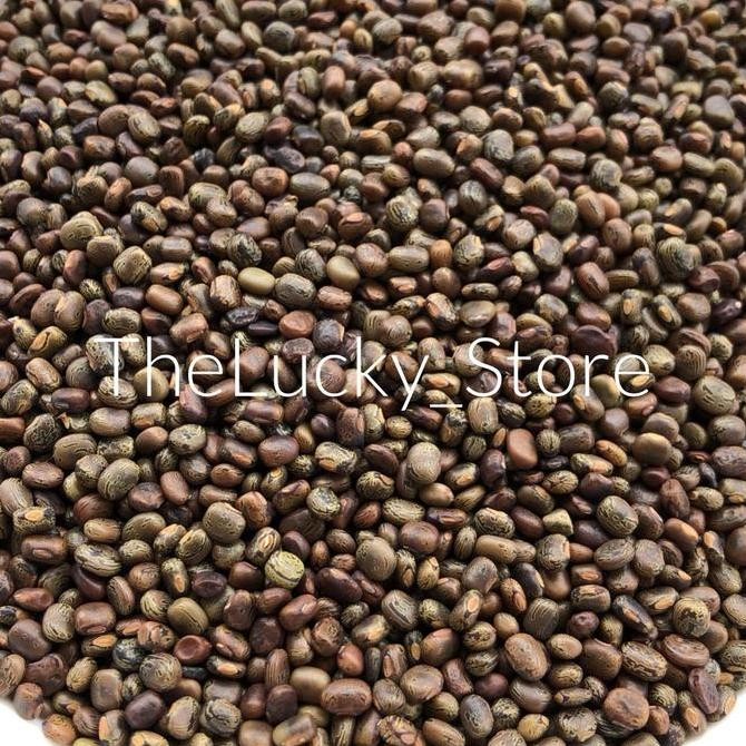 Benih Bibit Tanaman / Biji Kacang Kacangan CP Centrosema Pubescens