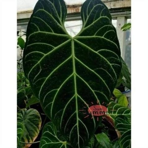 BEST PROMO Anthurium Regale Peru Cutting Tunas - Tanaman Hias Bibit