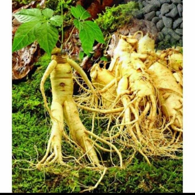 Bibit Tanaman Gingseng Korea Merah/ Bibit Gingseng Merah Kaya Manfaat