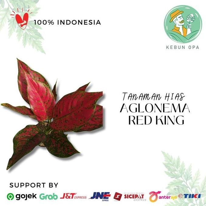 Tanaman Hias Indoor Aglonema Red King | Bibit Aglonema Red King