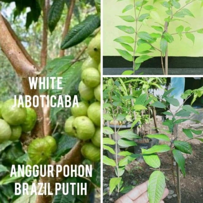 bibit tanaman anggur white jaboticaba anggur putih