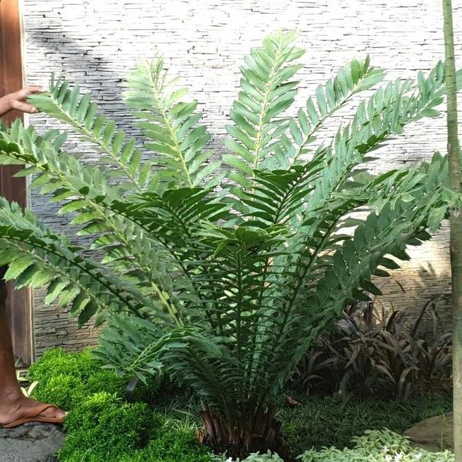 RARE [BIBIT TANAMAN LANGKA SIKAS IMPORT] Encephalartos Ferox
