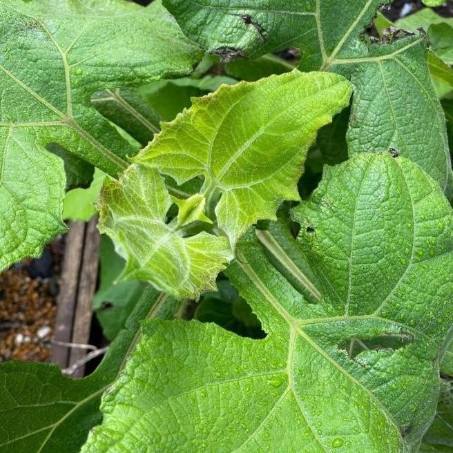 (Promo) Bibit Tanaman Umbi Manis Yacon Yacn Yakon (Smallanthus Sonchifolius) Bestseller