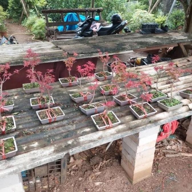 tanaman red maple japanese - bibit bonsai red maple japanese TERMURAH 