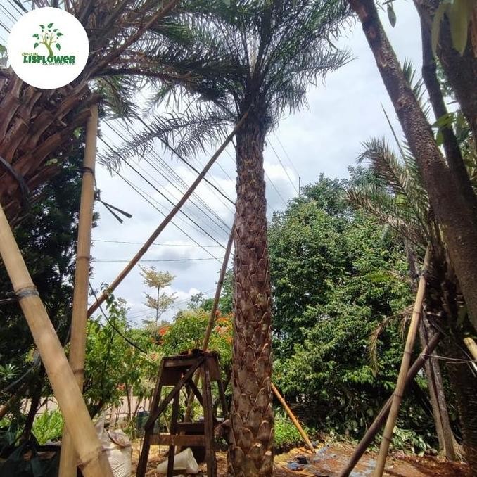 bibit tanaman pohon kenari