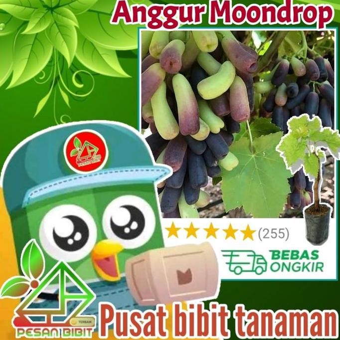 bibit tanaman buah anggur moondrop ANGGUR IMPORT MOONDROP PALING LARIS