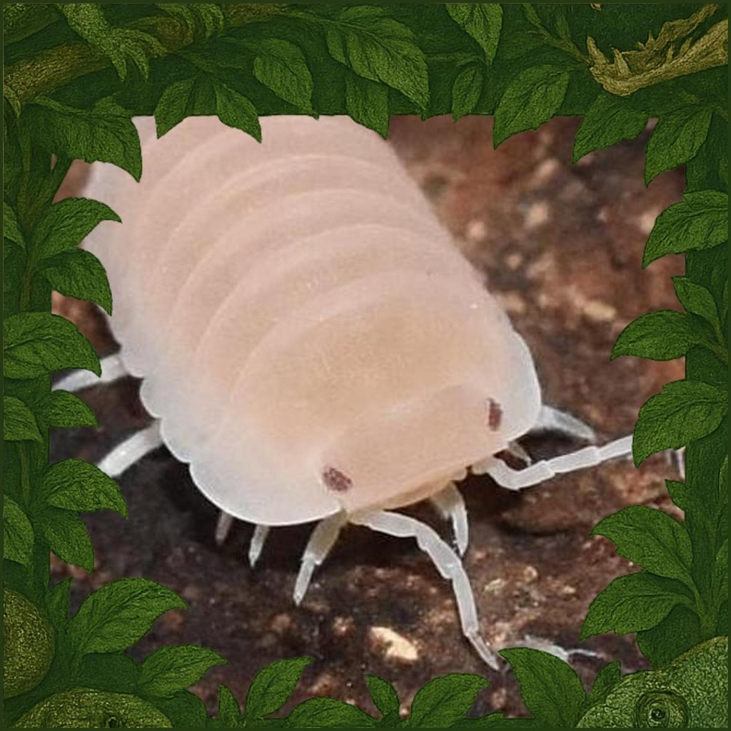 Isopod Cubaris Murina Papaya/ Pill Bugs Isopod Cubaris Pepaya