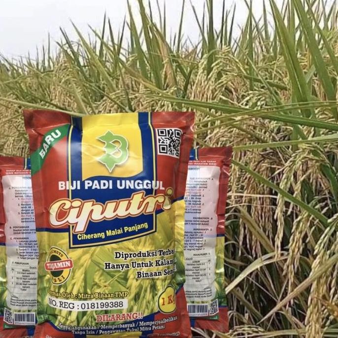 Biji Padi Ciputri Kualitas Super