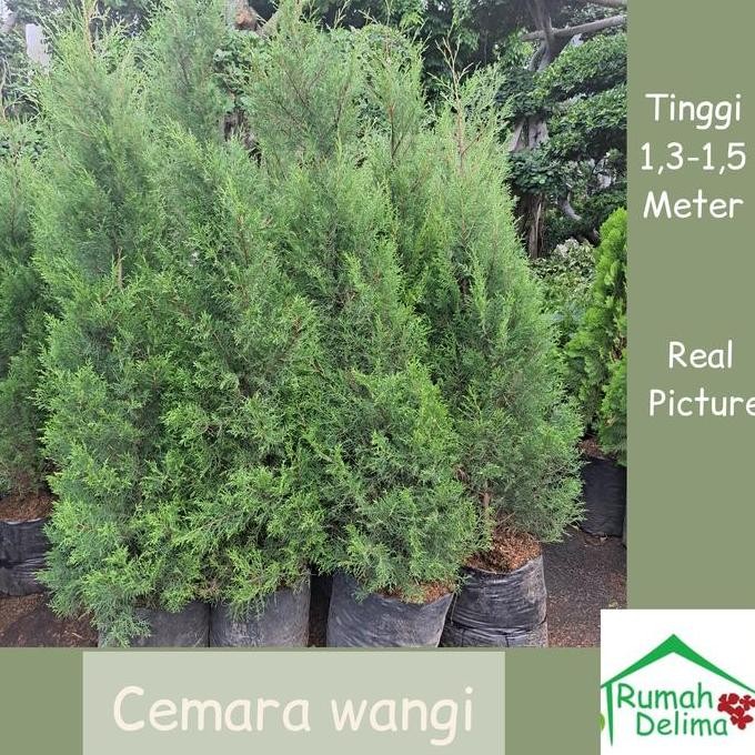 Promo Pohon Cemara Wangi 1 meteran COD