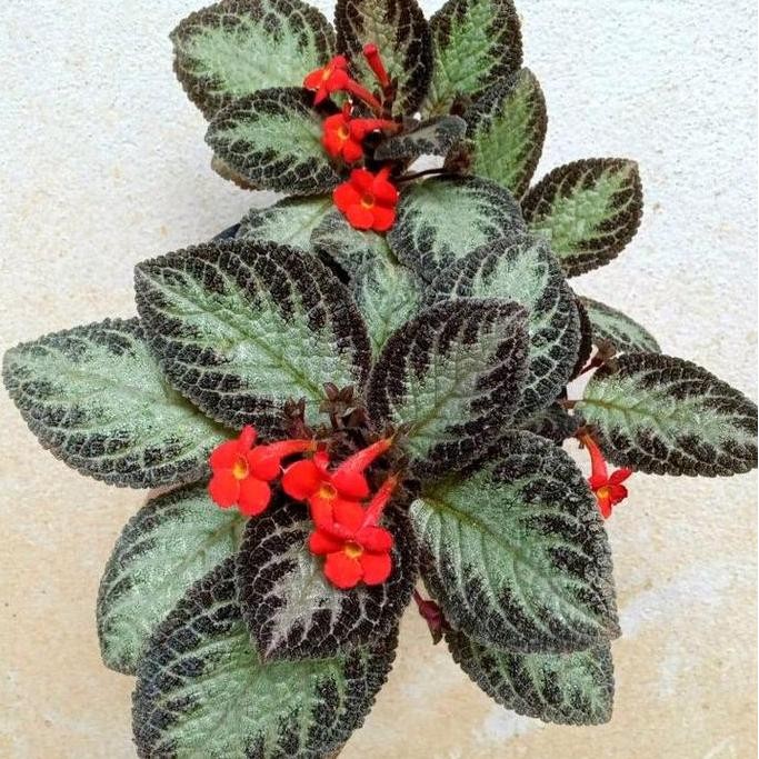 Paket 4 Tanaman Gantung Episcia / Bludru - Tanaman Episcia - Tanaman Beludru - Episcia Merah - Episc