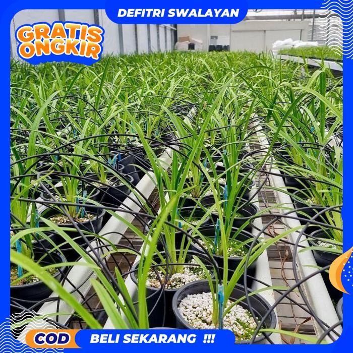 FREE ONGKIR ANGGREK CYMBIDIUM BUNGA PUTIH-ANGGREK CYMBIDIUM HIDUP-ANGGREK-CYMBIDIUM HIDUP-TANAMAN HI