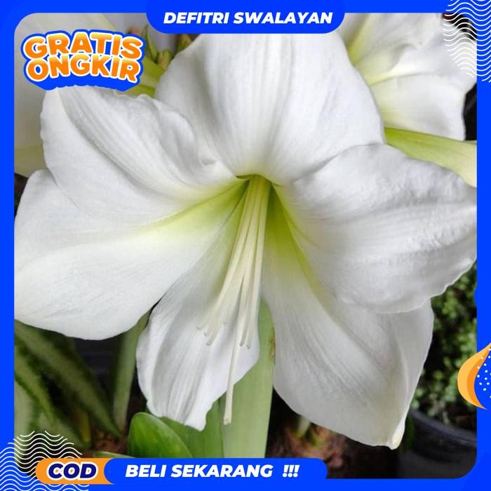 BEBAS ONGKIR TANAMAN UMBI AMARILIS BUNGA PUTIH BAKUNG TANAMAN BAKUNG SIAP BERBUNGA / TANAMAN BAKUNG 