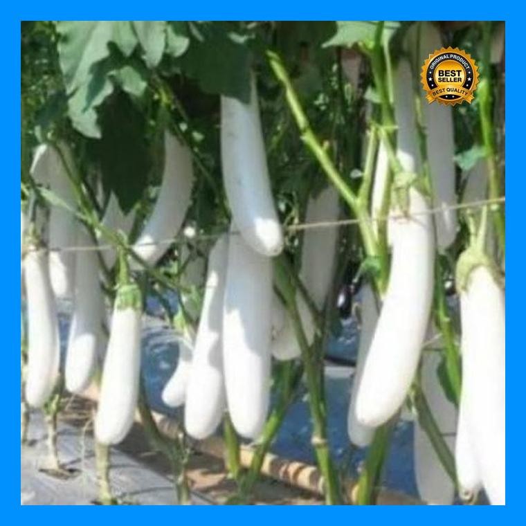 [Cod] - 50 Biji - Benih Terong Putih Unggul Pulus - Bibit Sayur Sayuran