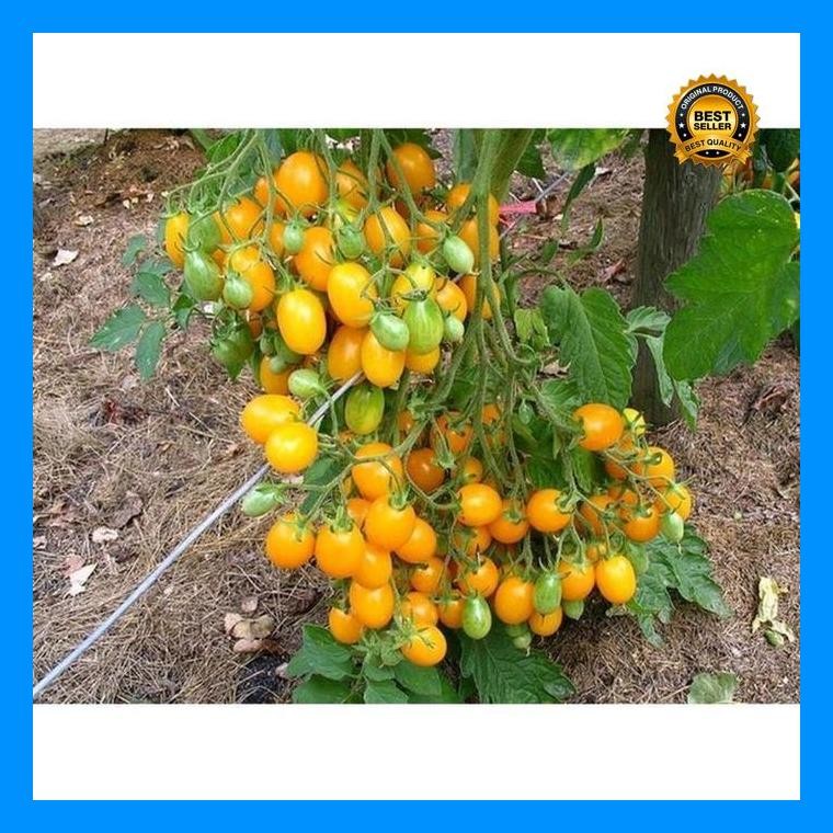 [Cod] - 5 Biji - Benih Tomat Cherry Golden Sweet F1 - Rasa Manis  Bibit Tanaman Buah Sayuran Tomat C