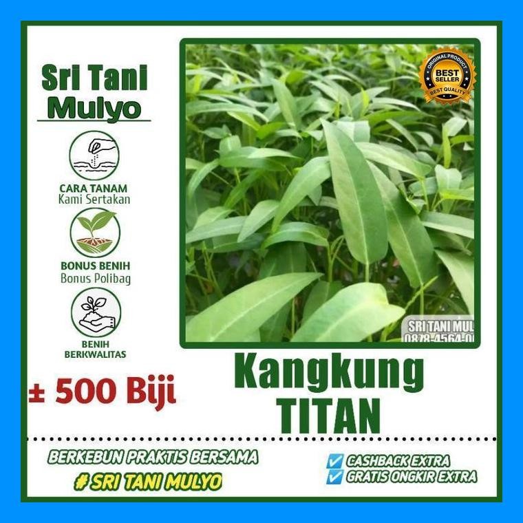 [Cod] - 500 Biji - Benih Kangkung Hibrida - Kangkung Daun Lebar - Benih Sayur