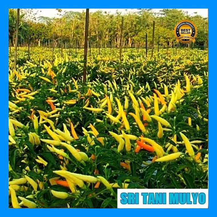 [Cod] - 25 Biji - Benih Cabai Rawit Dewata 43 F1 - Bibit Tanaman Sayur Sayuran Cabe Cabai Viral Siga