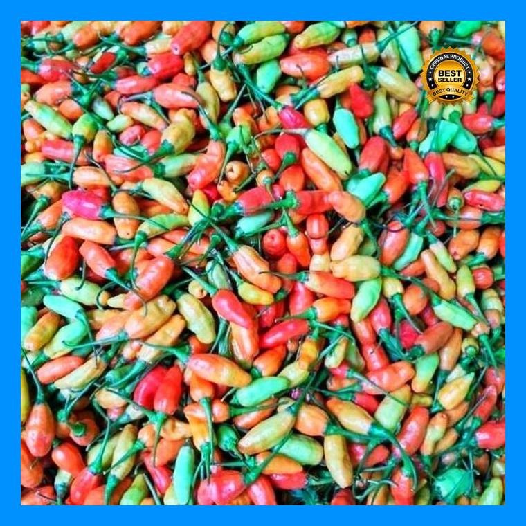 [Cod] - 20 Biji - Benih Cabai Rawit Prentul Mhanu F1 - Benih Cabe Cempluk Pedas Cabe Unik