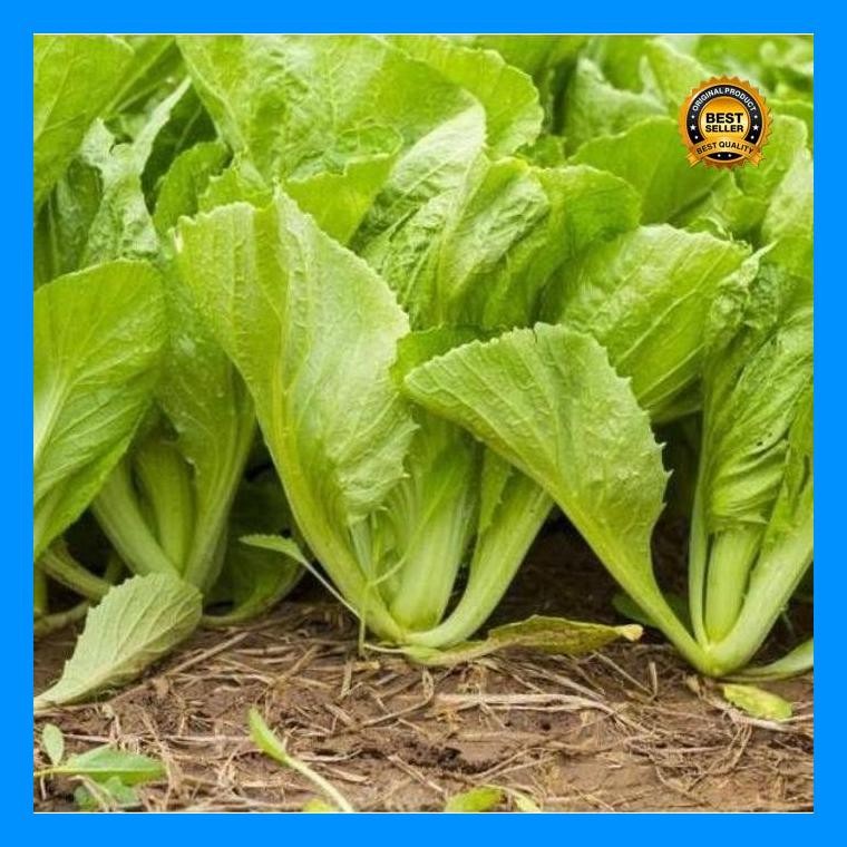 [Cod] - 150 Biji - Benih Sawi Pahit Jumbo Lokal - Bibit Sayuran - Benih Sayur