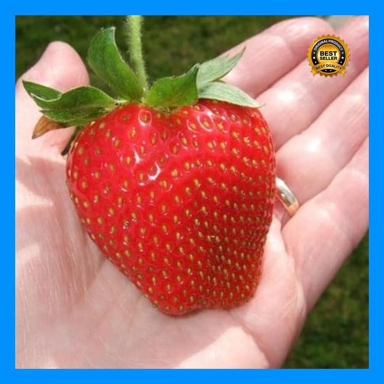 [Cod] - 10 Biji - Benih Strawberry Merah Jumbo - Bibit Stroberi Unggulan - Benih Buah Strawberi Mani