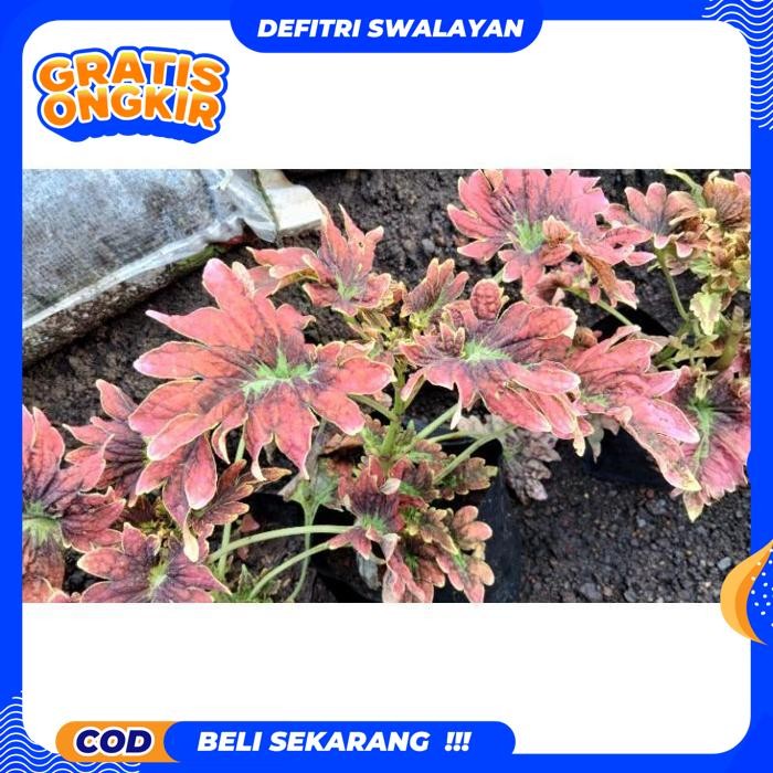 BEBAS ONGKIR TANAMAN HIAS MIANA - BUNGA MIANA -- TANAMAN HIAS HIDUP - BUNGA HIDUP - BUNGA HIAS KUALI