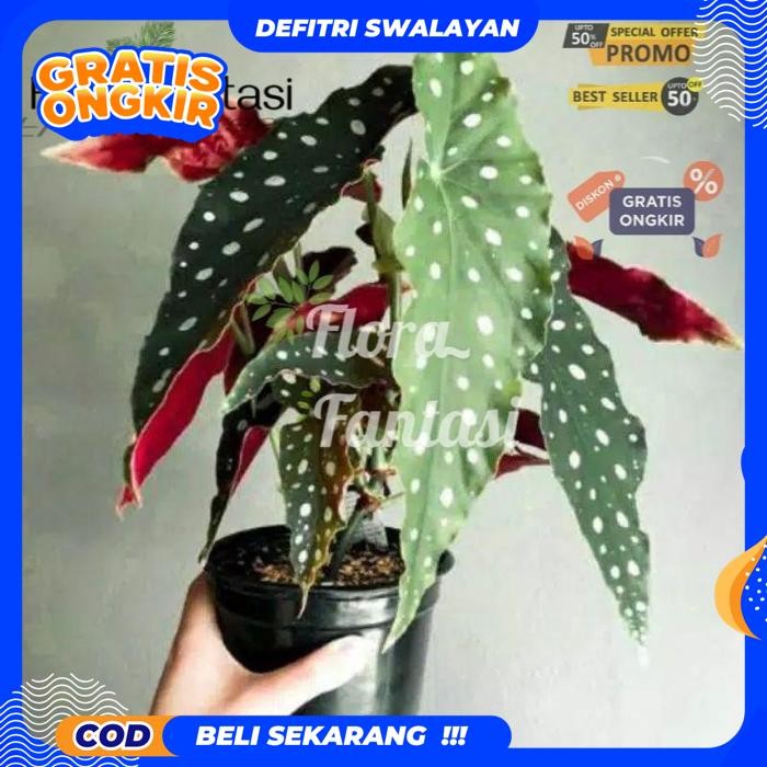 EKSLUSIF TANAMAN HIAS BEGONIA POLKADOT ANGEL WINK (TANAMAN HIAS HIDUP INDOOR MURAH BESAR DAN RIMBUN-