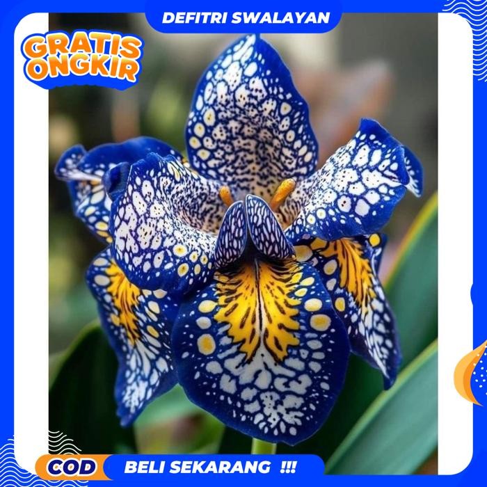 EKSLUSIF ANGGREK DENDROBIUM DEWASA / BUNGA ANGGREK DENDROBIUM DEWASA / BUNGA HIAS ANGGREK TERMURAH