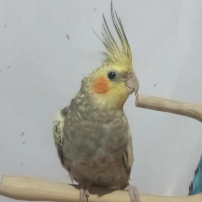 Burung Jinak Falk Pearl dan Grey free fly murah