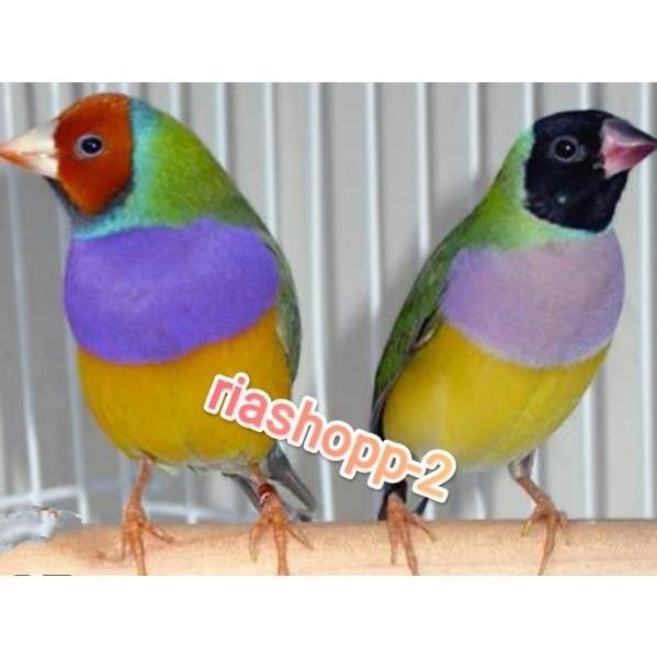 burung Gould amadine sepasang mewah murah