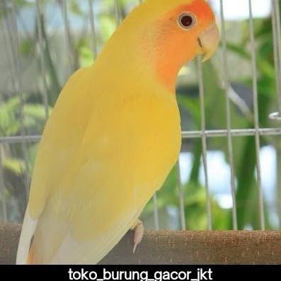 burung lovebird non klep ovaline mata merah pilihan murah