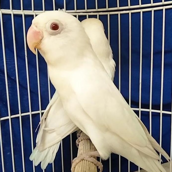 Lovebird albino mata merah burung hias aviary murah
