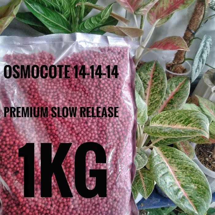 Pupuk Slow Release Osmocote merah 14-14-14 aglonema bonsai phillo 1kg
