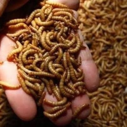 Ulat Hongkong 1 Kg murah