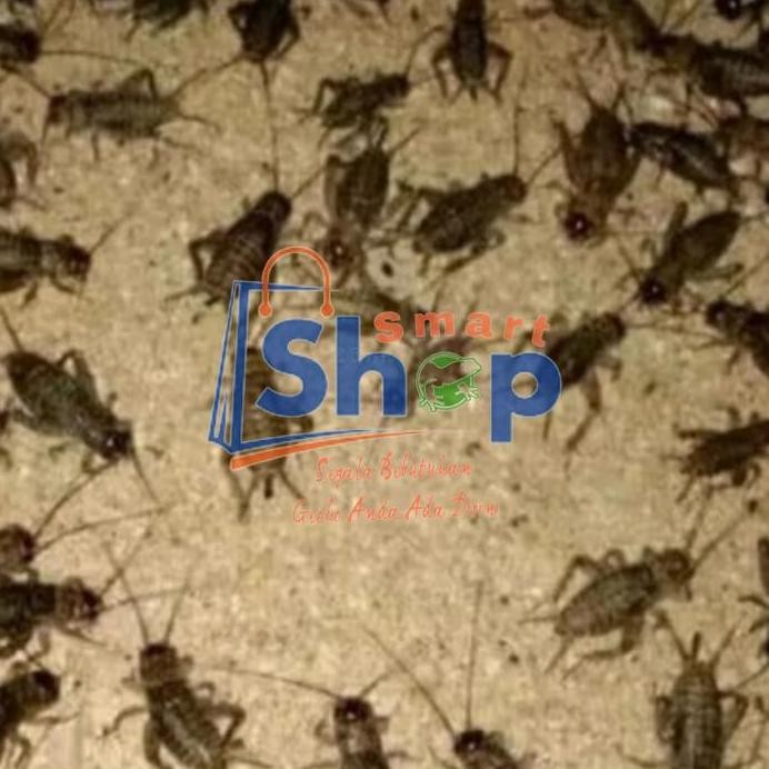 Jangkrik hidup 1kg | Pakan burung | Pakan reptil murah