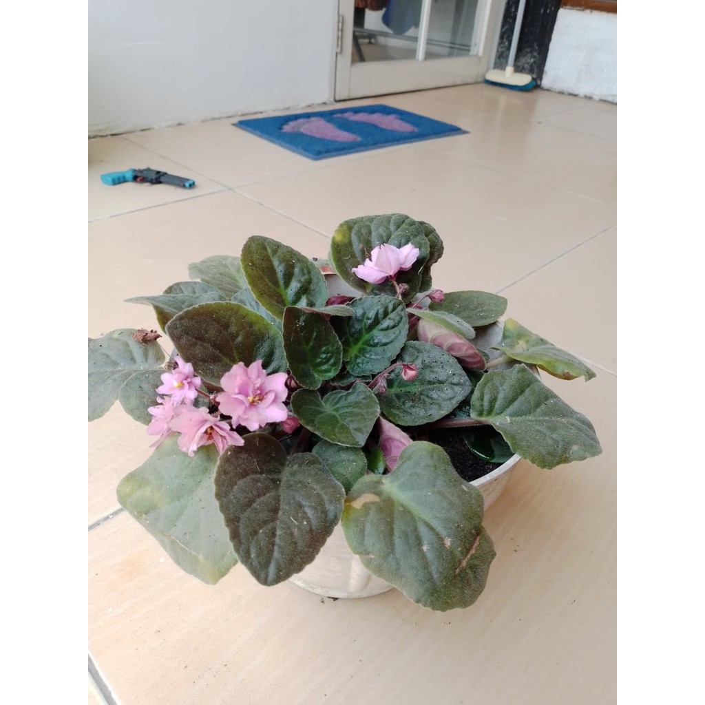 TANAMAN VIOLET AFRIKA / VIOLCES