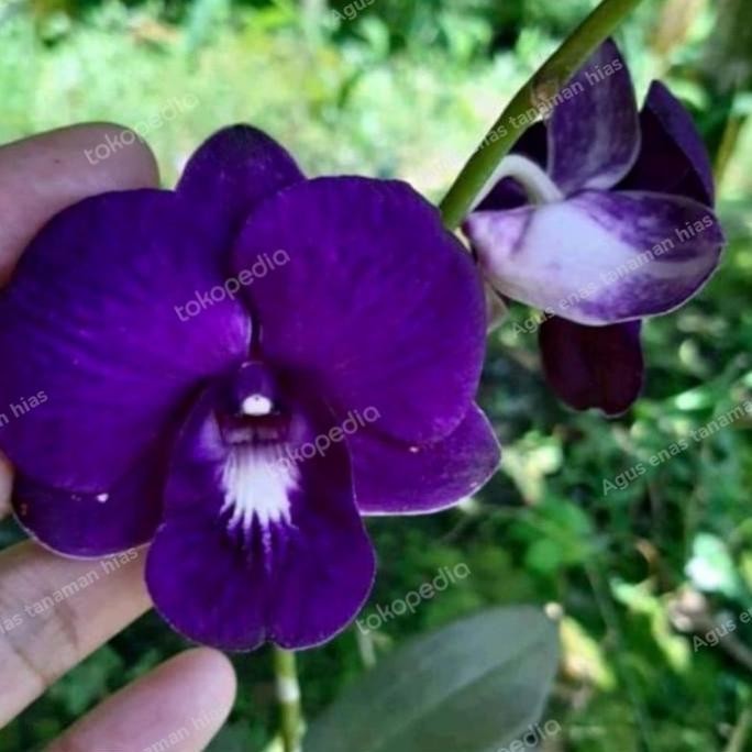 Promo Anggrek Dendrobium Mored Blue Spike - Anggrek Dendrobium Spike COD