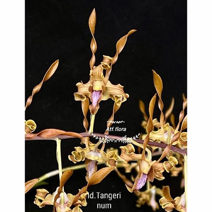 Promo Anggrek Dendrobium Tangerinum COD