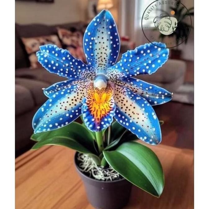 Promo Terlaris Anggrek bulan dewasa - anggrek bulan sky blue - Anggrek bulan spike siap berbunga COD